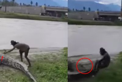 Ngeri! Video Pria Nekat Ngelus Punggung Buaya, Ujung-ujungnya Nyaris Celaka