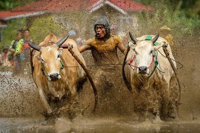 Unik! Pacu Jawi, Tradisi Balapan Sapi dari Tanah Minang Tak Ada Lawan dan Pemenang
