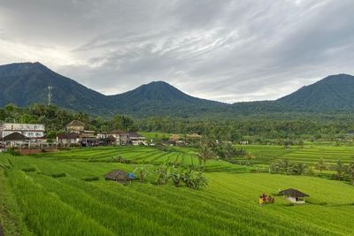 Saking Cantiknya Sawah Jatiluwih di Bali Sampai Diakui jadi Warisan Dunia UNESCO