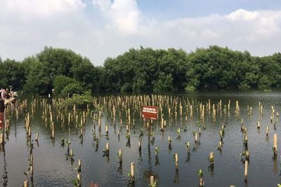 Cari Liburan Seru dan Unik di Jakarta? Bisa Coba Tanam Mangrove Disini