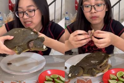 Iyuh! TikTokers Mukbang Labi-Labi, Disantap Bentuk Utuh Bikin Jijik: Darahnya Masih Netes