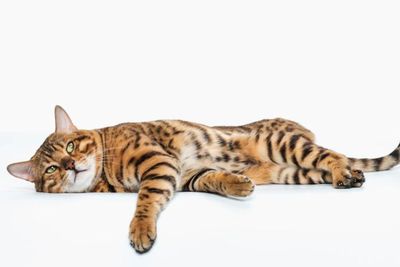 Viral Kucing Mati Ditimpuk Batu di Jakarta Timur, Pelakunya Serahkan Diri ke Polisi
