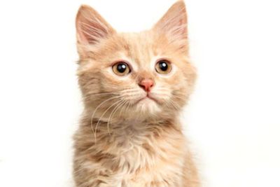 Kesal Jadi Alasan Pelaku Timpuk Kucing Pakai Batu sampai Mati di Jaktim
