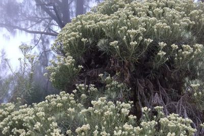 Dianggap Ikon Cinta, Jangan Sembarangan Petik Bunga Edelweiss: Nekat Bisa Bahaya!