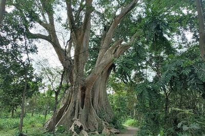 Misteri Pohon Leses di Boyolali, Berusia Ratusan Tahun Konon Dihuni 2 Ular Gaib!