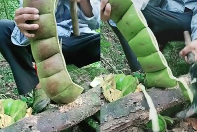 Buset! Penampakan Petai Jumbo Bikin Netizen Kaget: Sebiji Buat Makan Sekeluarga