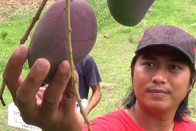 Buah yang Aneh! Bentuknya Mangga Tapi Punya Rasa Kayak Nanas, Manis dan Segar