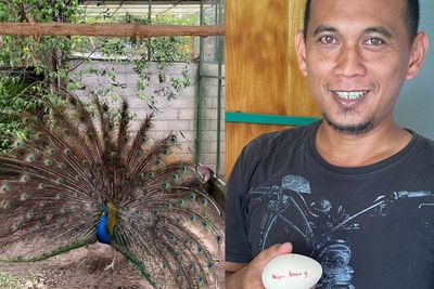 Inspiratif! Pria di Ponorogo Budidaya Merak Demi Lestarikan Reog Ponorogo