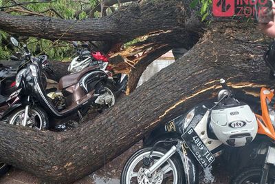 Pohon Besar Tumbang di Balai Kota Akibat Angin Kencang