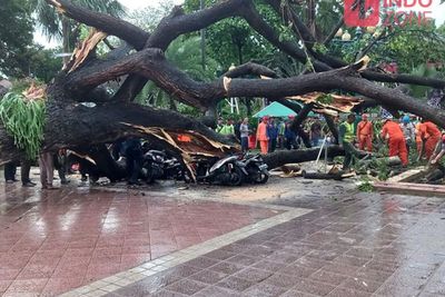 Petugas Pemadam Kebakaran dan BPBD DKI Jakarta Evakuasi Pohon Roboh di Balai Kota