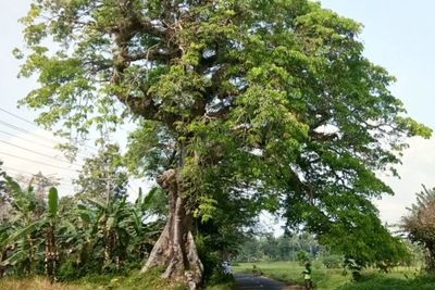 Siapa Sangka, Di Balik Mitos Rumah Genderuwo, Pohon Kepuh Ternyata Punya Segudang Manfaat