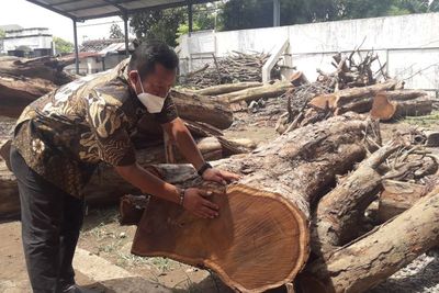 Harganya Rp50 Juta, Pohon Liar di Pinggiran Jalan Ini Sering Dicuri Orang!