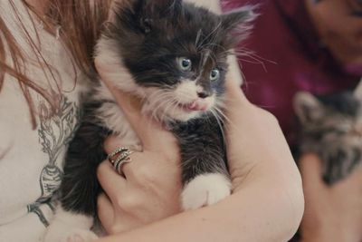 Mengenal Keistimewaan Kucing Lewat Inside the Mind of a Cat : No 2 Gak Dimiliki Anjing!