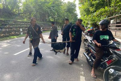 Sejak 200 Tahun Lalu, Warga Desa Ini Selalu Sembelih Kambing Kendit: Apa Tujuannya?