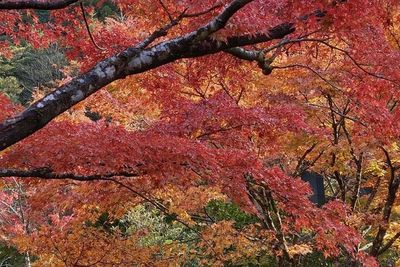 Cantiknya Musim Gugur di Jepang, Daun-daun Berubah Warna Jadi Kuning Keemasan