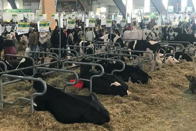 La Ferme s invite, Pameran Hewan Ternak di Prancis yang Unik Banget: Ada Demo Cukur Domba!