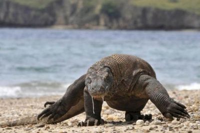 Traveler Siap-Siap! Tarif Baru Rp3,75 Juta Masuk Pulau Komodo Berlaku Per 1 Januari