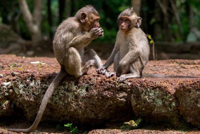 Gara-Gara Monyet, Kasus Penyelundupan Hewan oleh Pejabat Kamboja Terungkap