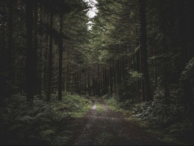Bukan Indonesia, 5 Hutan Terbesar di Dunia Terdapat di Negara Ini!