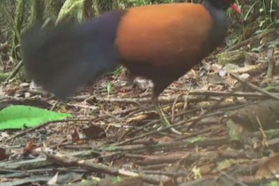 Penampakan Burung Langka Tertangkap Kamera, Tiba-tiba Muncul Usai 140 Tahun Tak Terlihat