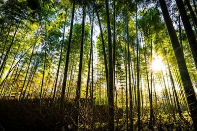Tradisi Anak Durhaka di Jepang, Mereka Bakal Buang Orang Tuanya yang Sudah Renta ke Hutan!