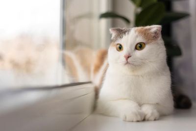 3 Kucing Termahal di Dunia, Harganya hingga Miliaran Rupiah!