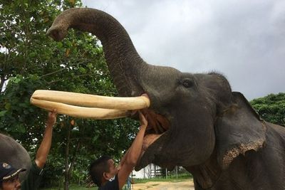 Mengejutkan! Ternyata Ada Sekolah Khusus Gajah di Riau, Cocok Buat Wisata Edukasi