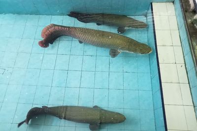 Cuma Bayar Rp13 Ribu Bisa Bertemu Ikan Purba yang Masih Eksis Sampai Saat Ini