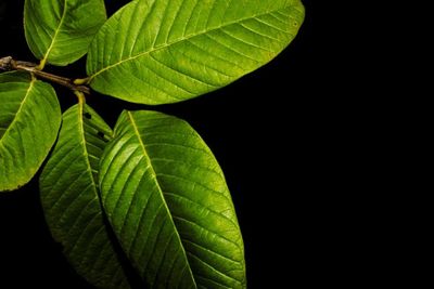 Manfaat Daun Jambu Biji untuk Atasi Rambut Rontok dan Ketombe, Simak Ini Langkah Pakainya!