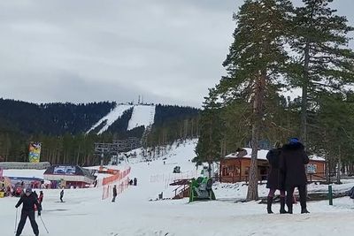 Rasakan Keseruan Bermain Salju di Gunung Zlatibor, Serbia Barat: Viewnya Pohon Pinus