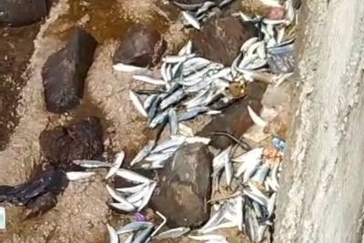 Heboh! Ribuan Ikan Terdampar di Daratan Kawasan Pantai Marina Ancol
