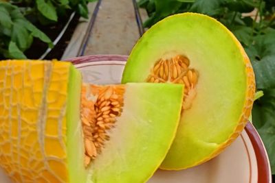 Golden Emerald Melon Paling Enak di Dunia Tumbuh Subur di Blora, Gimana Rasanya?