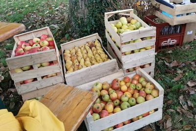 Pengalaman Mencoba Jus Apel Langsung di Kebun Apel Prancis, Manis Banget Walau Tanpa Gula