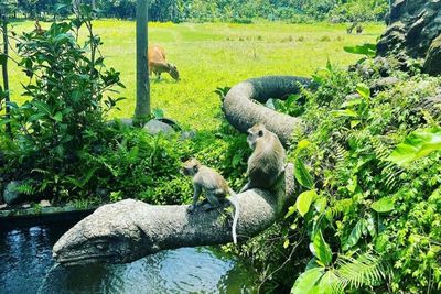 Monkey Forest Ubud, Wisata Unik di Bali yang Dianggap Keramat oleh Warga Sekitar