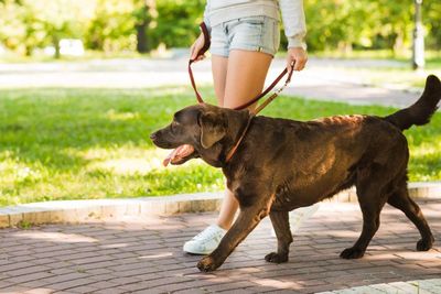 Menembak Tetangga Karena Anjing Suka Menggonggong, Pelaku Sudah Ditangkap!