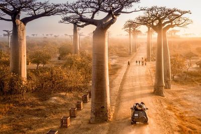 Unik dan Cantik, Ini Dia Petualangan Menuju Jalan Ikonik Baobab di Madagascar