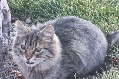 Jarang Diketahui, Ini 4 Fakta Menarik Kucing Liar di Turki: Punya Apartemen Sendiri!