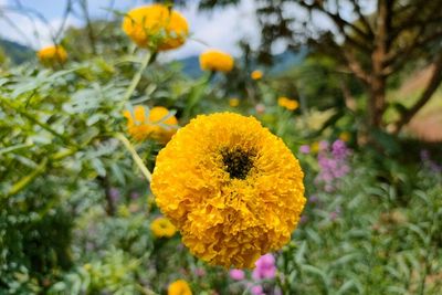 5 Fakta Marigold, Dianggap Bunga Kematian Tapi Jadi Sesajen Masyarakat Bali!