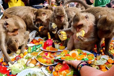 Uniknya Festival Monyet Lopburi Thailand, Monyet-Monyet Makan Besar Disaksikan Turis