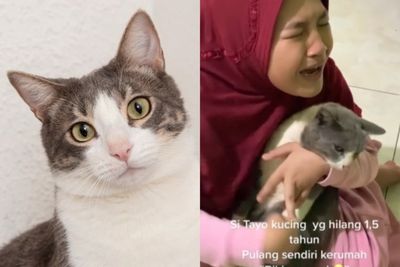 Momen Haru Gadis Kecil Peluk Kucing Kesayangannya yang Hilang Hampir 2 Tahun