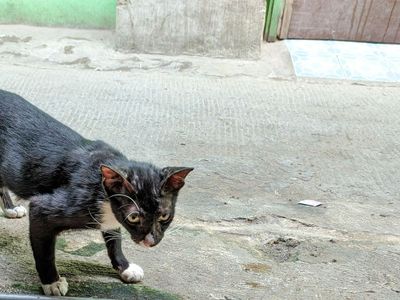 4 Mitos Mengerikan Kucing Hitam, Salah Satunya Dianggap Pembawa Sial