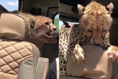 Mobil Pria Ini Dimasuki Cheetah saat Liburan ke Tanzania, Aksi Tenangnya Tuai Pujian