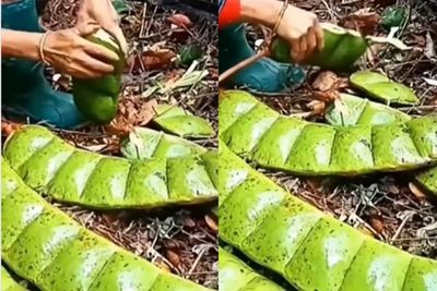 Tak Biasa, Penampakan Pete Raksasa Ini Bikin Warganet Jadi Bertanya-tanya