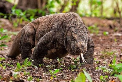 Sempat Bikin Gaduh, Tiket Masuk Pulau Komodo Rp3,75 Juta Resmi Dibatalkan