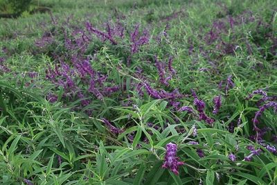 Mirip di Luar Negeri, Indonesia Ternyata Punya Taman Bunga Lavender Cantik Seluas 4 Km!