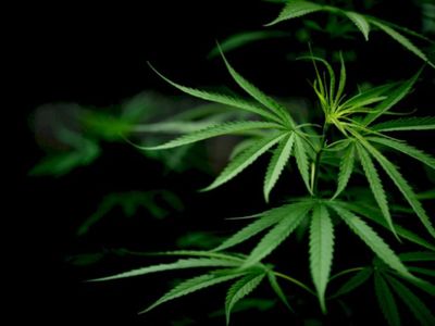 Tembak Pengedar Narkoba di Jaktim, Bareskrim: Dia Edarkan 1 Kg Ganja