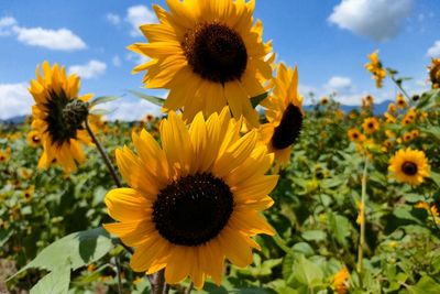 Fakta Unik Bunga Matahari, Jelmaan Peri Cantik yang Patah Hati hingga Bikin Panjang Umur