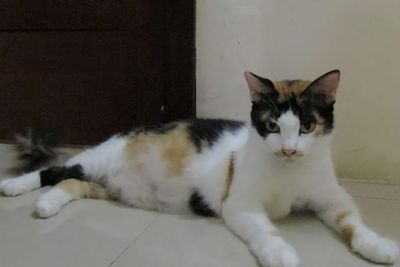 10 Fakta dan Mitos Kucing Belang Tiga yang Harus Kamu Tau, Benarkah Membawa Keberuntungan?