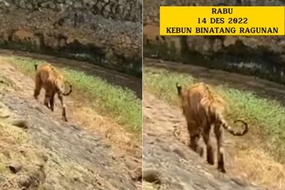 Soal Harimau Kurus di Ragunan yang Viral di Medsos, Pengurus Beri Penjelasan