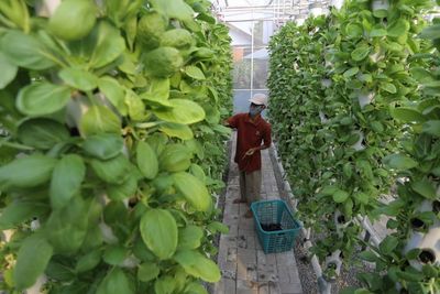 Viral di Medsos! Polisi Cirebon Sukses Bisnis Hidroponik, Pembeli Bisa Petik Sayur Sendiri
